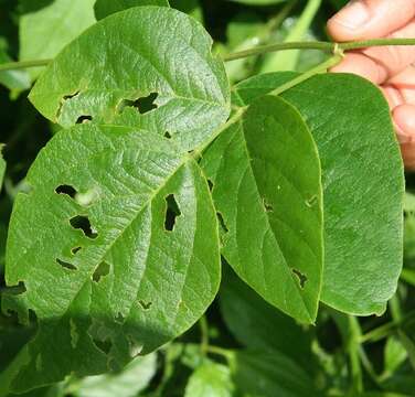 Image of Desmodium purpusii Brandegee