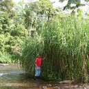 Imagem de Pennisetum purpureum