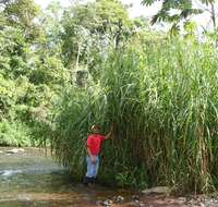 Image of Pennisetum purpureum