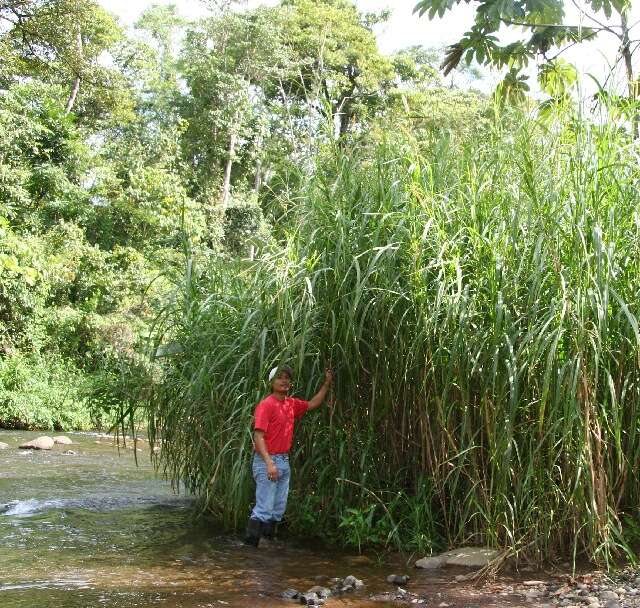 Imagem de Pennisetum purpureum