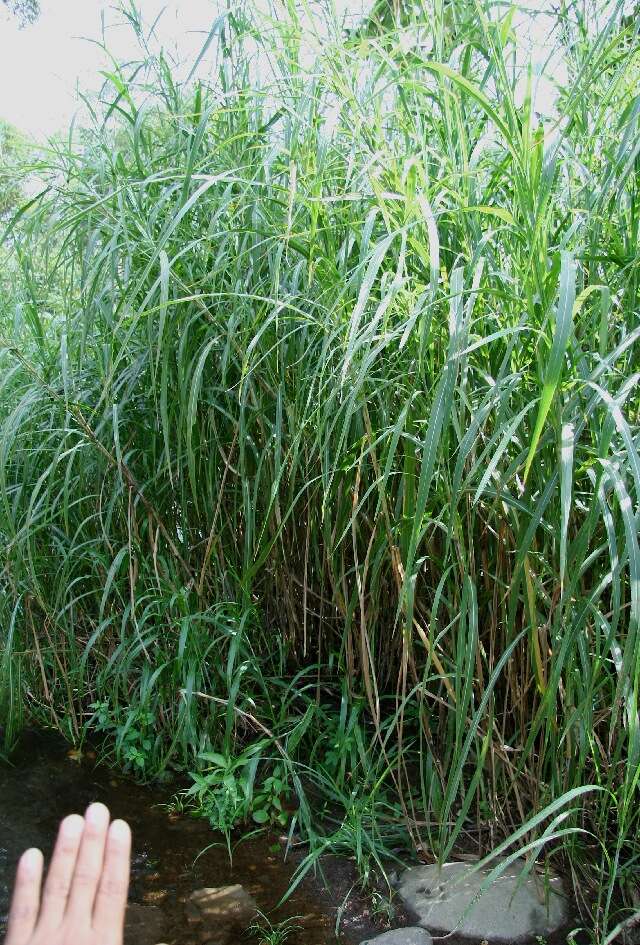 Image of Pennisetum purpureum