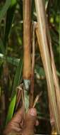 Imagem de Pennisetum purpureum