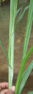 Image of Pennisetum purpureum
