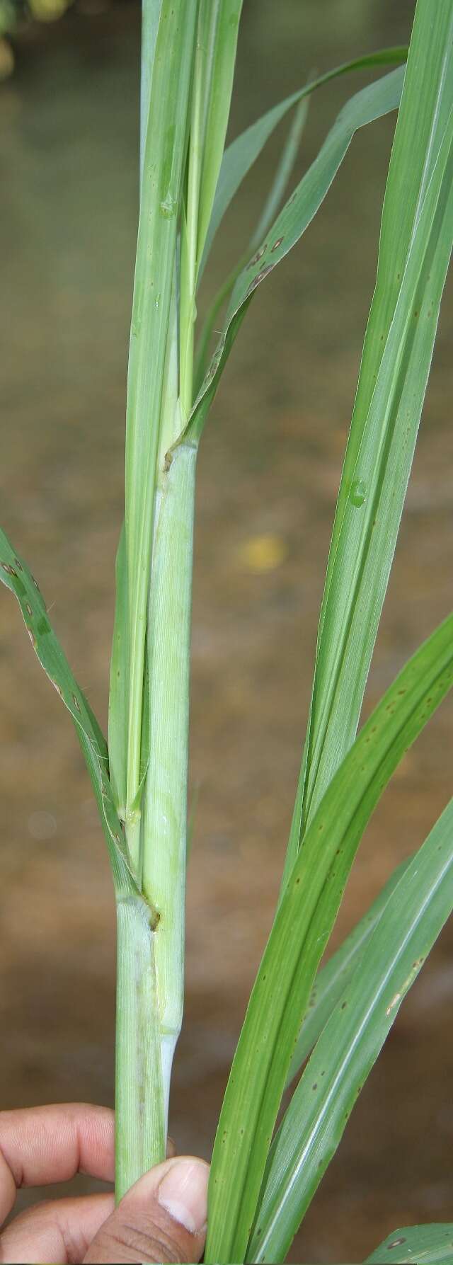 Imagem de Pennisetum purpureum