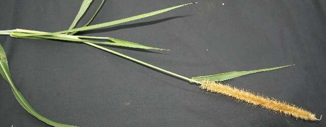 Image of Pennisetum purpureum