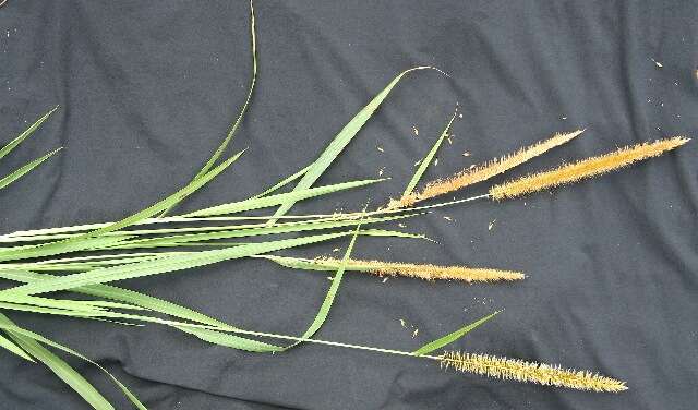 Image of Pennisetum purpureum