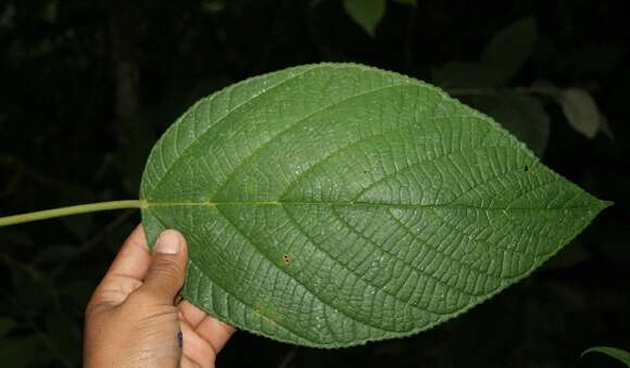 Image of Myriocarpa longipes Liebm.