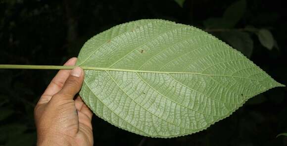 Image of Myriocarpa longipes Liebm.