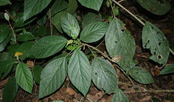 Image of Myriocarpa longipes Liebm.