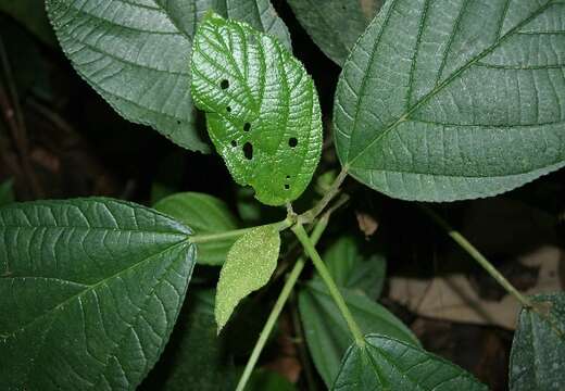 Image of Myriocarpa longipes Liebm.