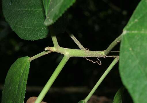 Image of Myriocarpa longipes Liebm.