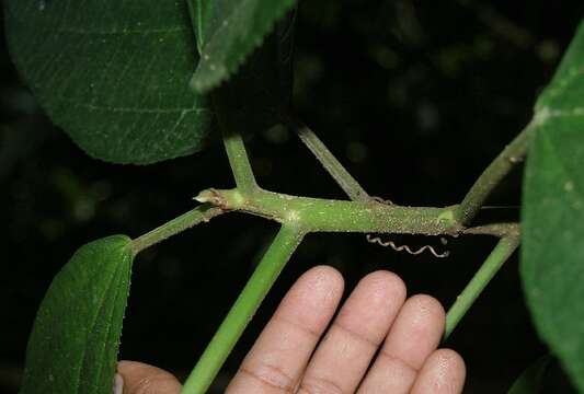 Image of Myriocarpa longipes Liebm.