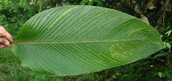 Image of Pleiostachya leiostachya (Donn. Sm.) Hammel