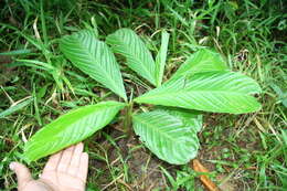 Image of Hylaeanthe hoffmannii (K. Schum.) A. M. E. Jonker & Jonker ex H. Kenn.