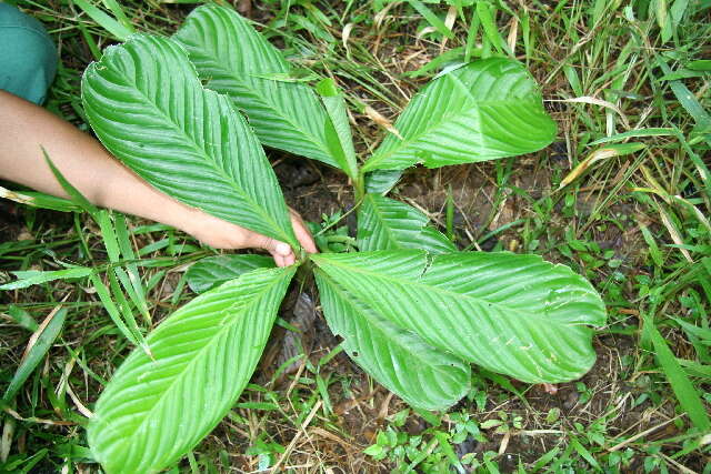 Image of Hylaeanthe hoffmannii (K. Schum.) A. M. E. Jonker & Jonker ex H. Kenn.