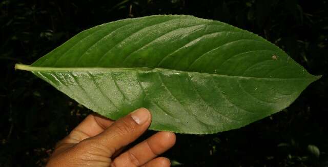 Image of Chloranthales