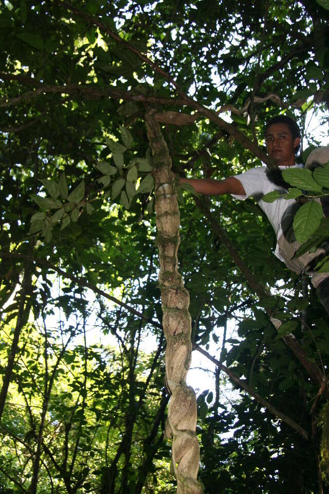 Plancia ëd Bauhinia guianensis Aubl.