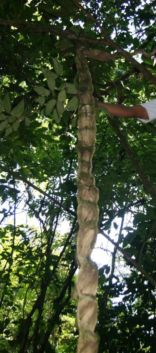 Plancia ëd Bauhinia guianensis Aubl.