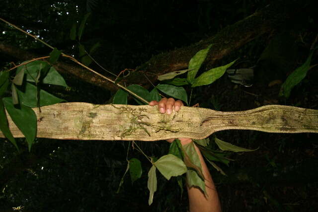 Plancia ëd Bauhinia guianensis Aubl.