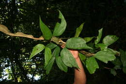 Plancia ëd Bauhinia guianensis Aubl.