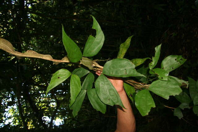 Plancia ëd Bauhinia guianensis Aubl.