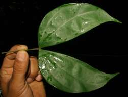 Plancia ëd Bauhinia guianensis Aubl.