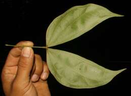 Plancia ëd Bauhinia guianensis Aubl.