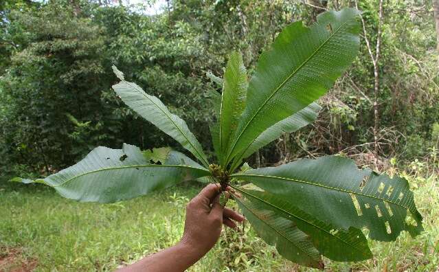 Image of Cespedesia spathulata (Ruiz & Pav.) Planchon