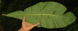 Image of Cespedesia spathulata (Ruiz & Pav.) Planchon