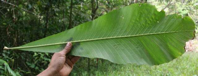 Image of Cespedesia spathulata (Ruiz & Pav.) Planchon