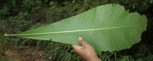 Image of Cespedesia spathulata (Ruiz & Pav.) Planchon