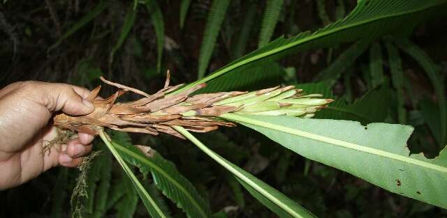 Image of Cespedesia spathulata (Ruiz & Pav.) Planchon