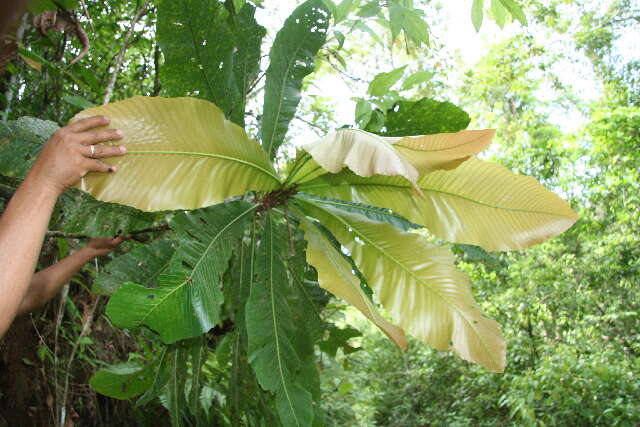 Image of Cespedesia spathulata (Ruiz & Pav.) Planchon