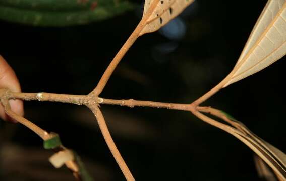 Miconia punctata (Desr.) D. Don的圖片