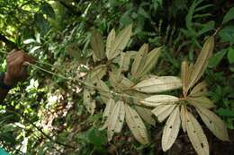 Miconia punctata (Desr.) D. Don的圖片