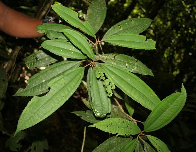 Miconia punctata (Desr.) D. Don的圖片