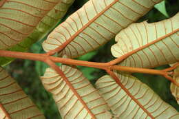 Image de Vismia macrophylla Kunth