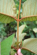 Image de Vismia macrophylla Kunth