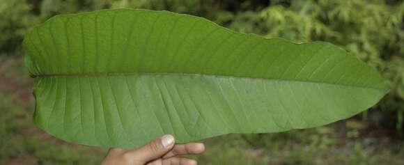 Image of Vismia macrophylla Kunth