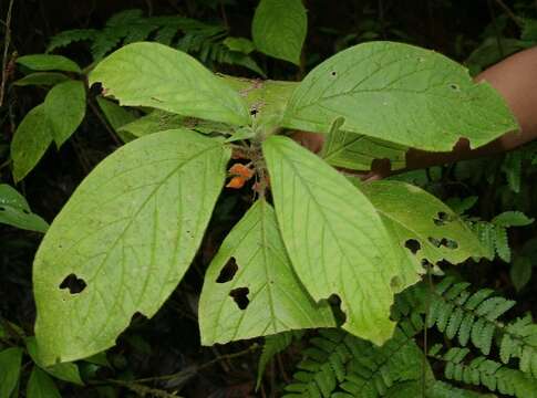 Sivun Besleria columneoides Hanst. kuva