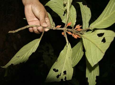 Слика од Besleria columneoides Hanst.