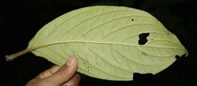 Image of Besleria columneoides Hanst.