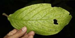 Image de Besleria columneoides Hanst.