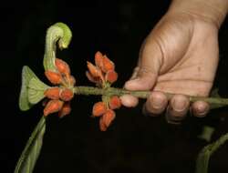 Image of Besleria columneoides Hanst.