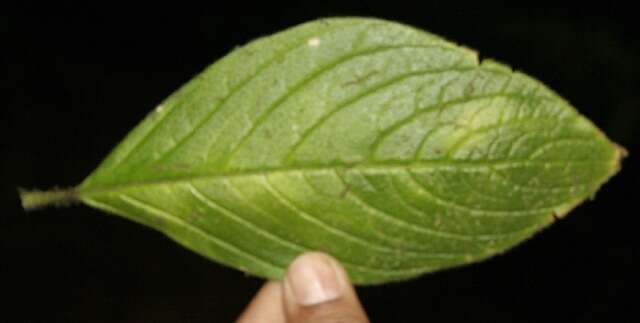 Image de Besleria columneoides Hanst.