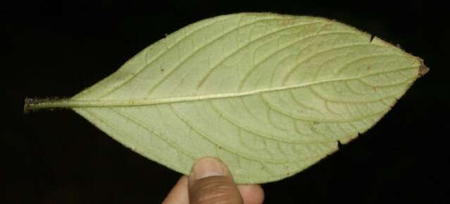 Image of Besleria columneoides Hanst.