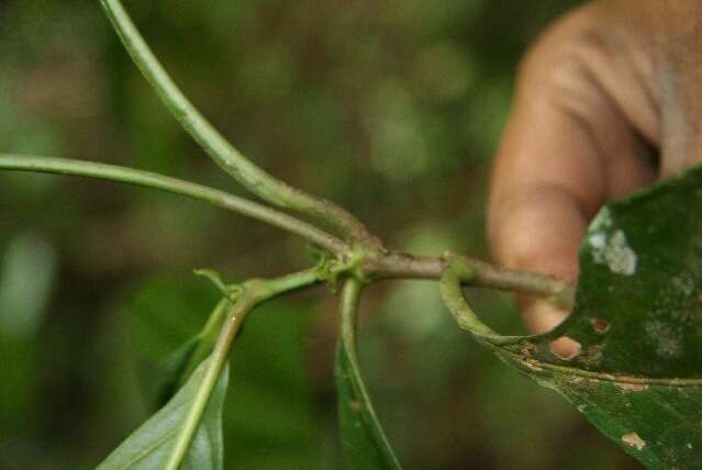 Plancia ëd Psychotria