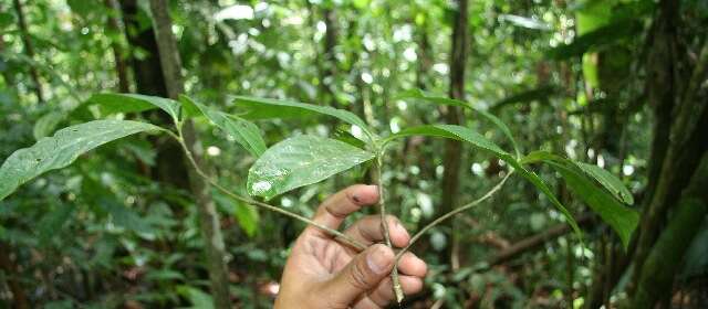 Image of Psychotria