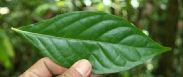 Image of Psychotria