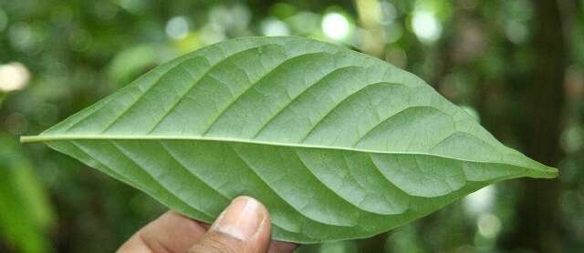 Image of Psychotria